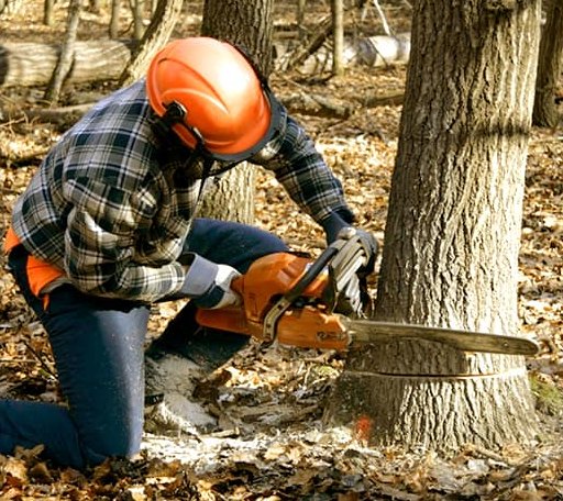 Tree Removal in West Concord, MN